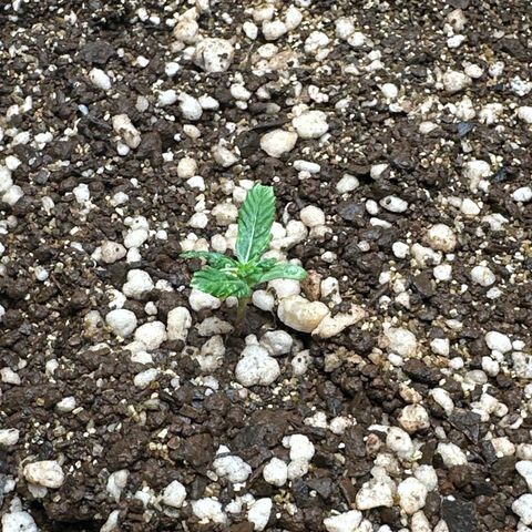 Early Skunk Automatic growlog timeline photo