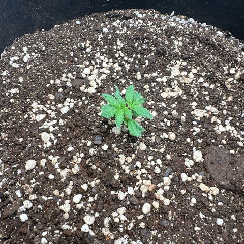 Early Skunk Automatic growlog timeline photo