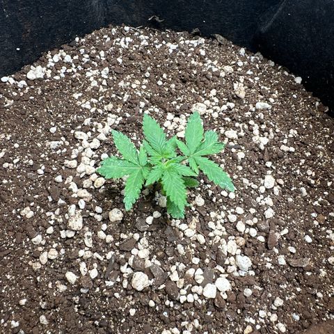 Early Skunk Automatic growlog timeline photo