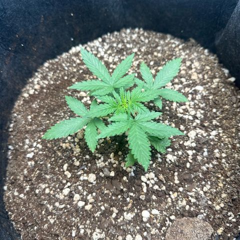 Early Skunk Automatic growlog timeline photo