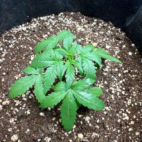 Early Skunk Automatic growlog photo: Óleo de nem aplicado 2.5ml em 250 ml de água (apliquei 2 vezes com intervalo de 1 hora)