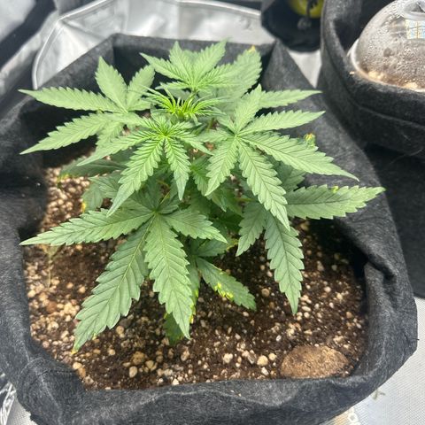 Early Skunk Automatic growlog photo: Pequenas queimaduras nas folhas por conta de overfert 