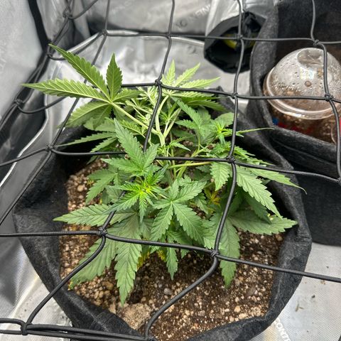 Early Skunk Automatic growlog photo: Início de floração e colocação da rede de scrog