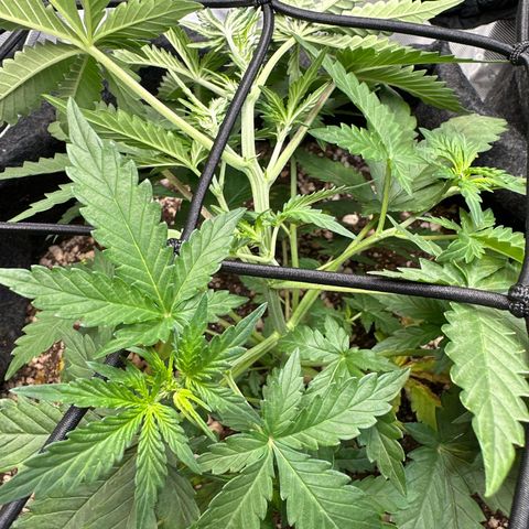 Early Skunk Automatic growlog photo: Início de floração e colocação da rede de scrog