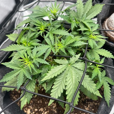 Early Skunk Automatic growlog timeline photo