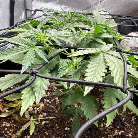 Early Skunk Automatic growlog timeline photo