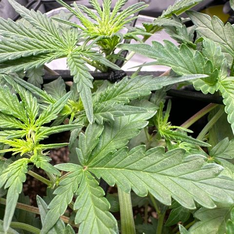 Early Skunk Automatic growlog timeline photo