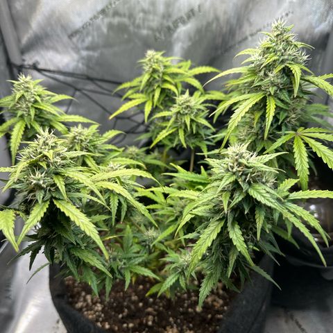 Early Skunk Automatic growlog timeline photo