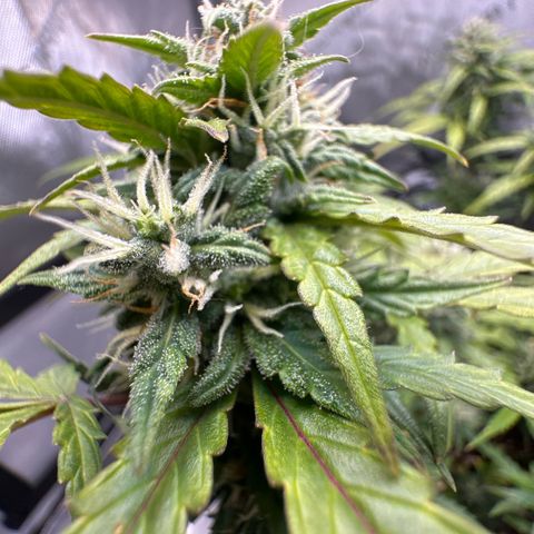 Early Skunk Automatic growlog timeline photo