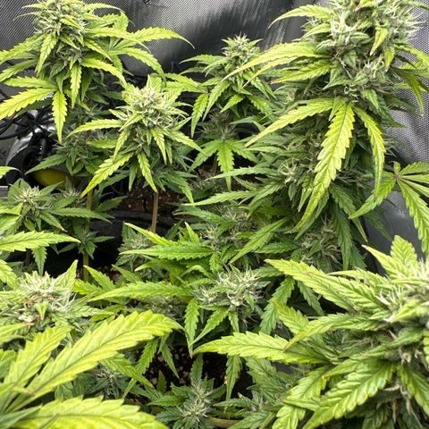 Early Skunk Automatic growlog timeline photo