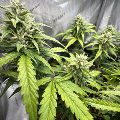 Early Skunk Automatic growlog timeline photo