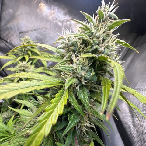 Early Skunk Automatic growlog timeline photo