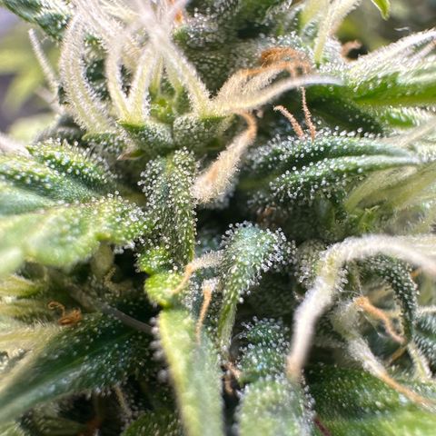 Early Skunk Automatic growlog timeline photo