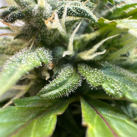 Early Skunk Automatic growlog timeline photo