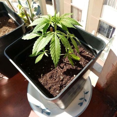 Mágnum  growlog photo: Actualización 18 abril 