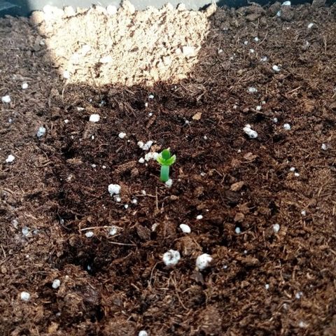 Mágnum  growlog photo: Actualización 18 abril 