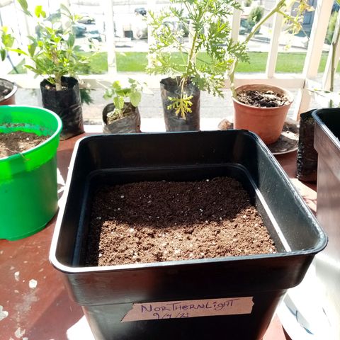 Mágnum  growlog photo: Actualización 18 abril 