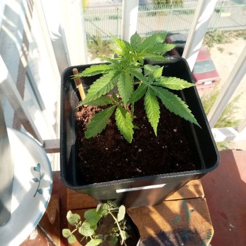 Mágnum  growlog photo: Actualización 18 abril 