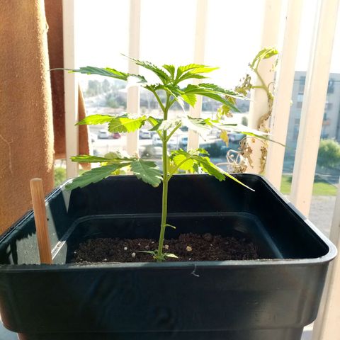 Mágnum  growlog photo: Actualización 18 abril 