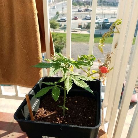 Mágnum  growlog photo: Actualización 18 abril 
