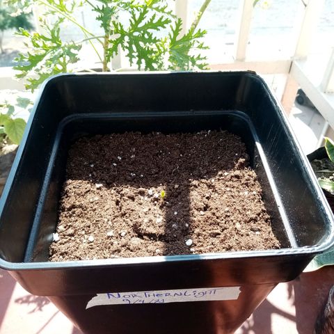 Mágnum  growlog photo: Actualización 18 abril 