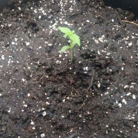 A gostosa  growlog timeline photo