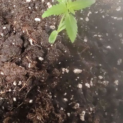 A gostosa  growlog timeline photo