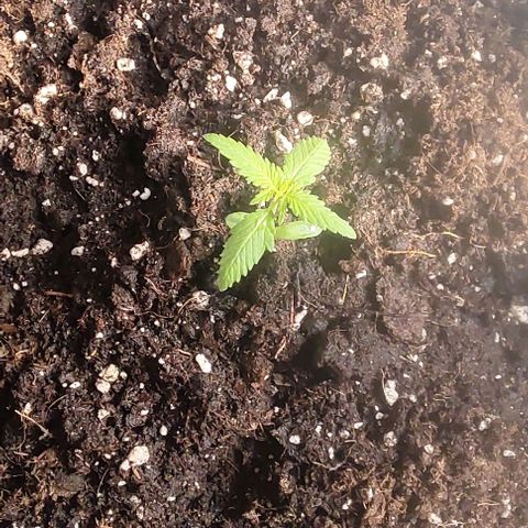 A gostosa  growlog timeline photo