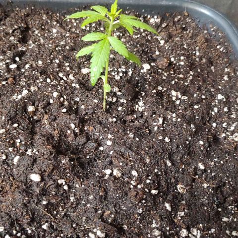 A gostosa  growlog timeline photo
