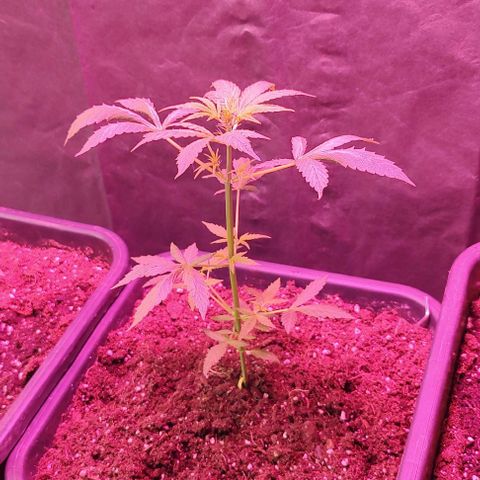 A gostosa  growlog timeline photo
