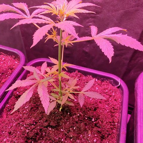 A gostosa  growlog timeline photo