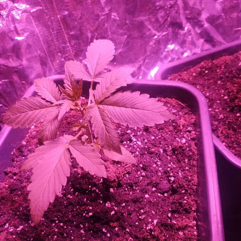  Shiva a deusa growlog timeline photo