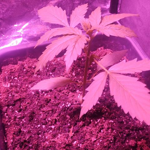  skunk growlog timeline photo