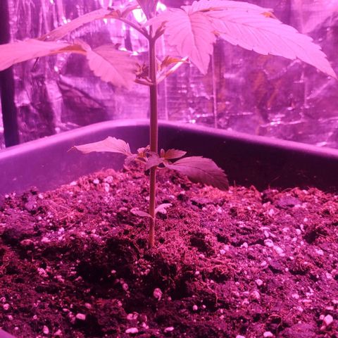  Shiva a deusa growlog timeline photo