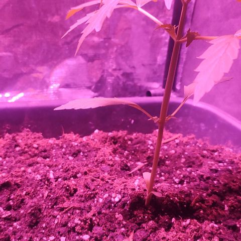  skunk growlog timeline photo