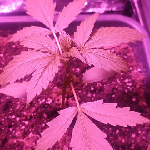  skunk growlog timeline photo
