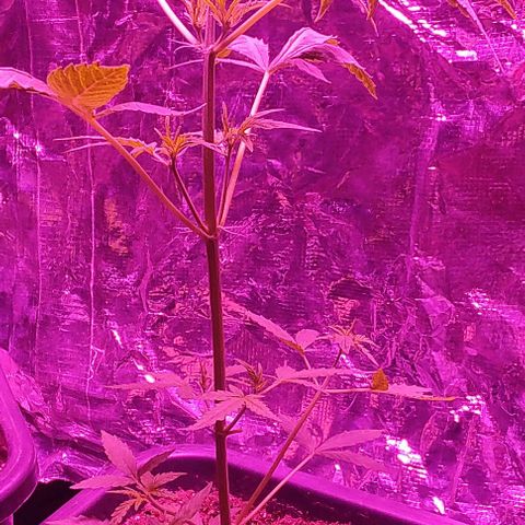 A gostosa  growlog timeline photo