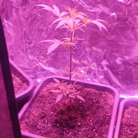 A gostosa  growlog timeline photo