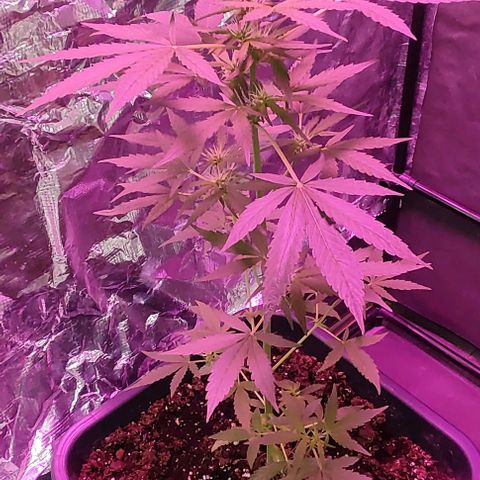 A gostosa  growlog timeline photo