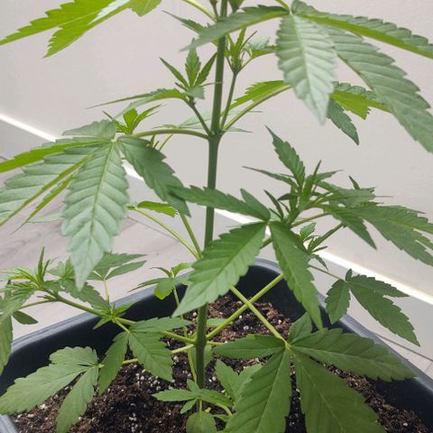  Shiva a deusa growlog timeline photo
