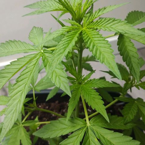  Shiva a deusa growlog timeline photo