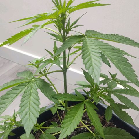  Shiva a deusa growlog timeline photo