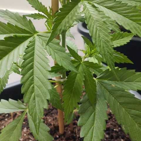  skunk growlog timeline photo