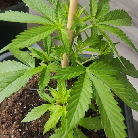  skunk growlog timeline photo