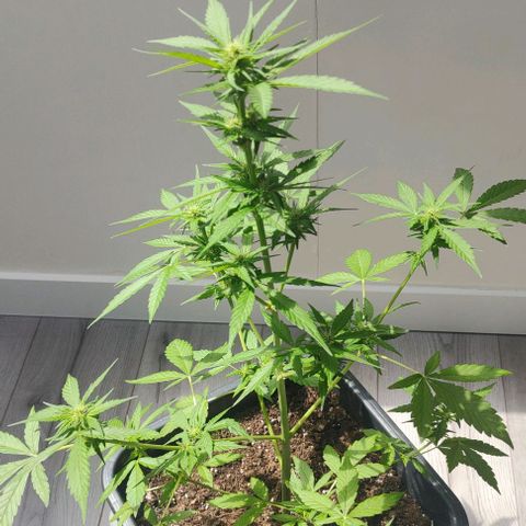  Shiva a deusa growlog timeline photo