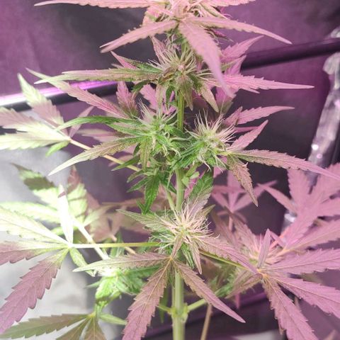 A gostosa  growlog timeline photo