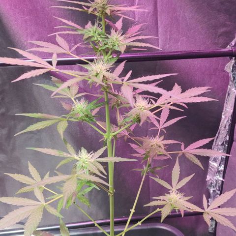 A gostosa  growlog timeline photo