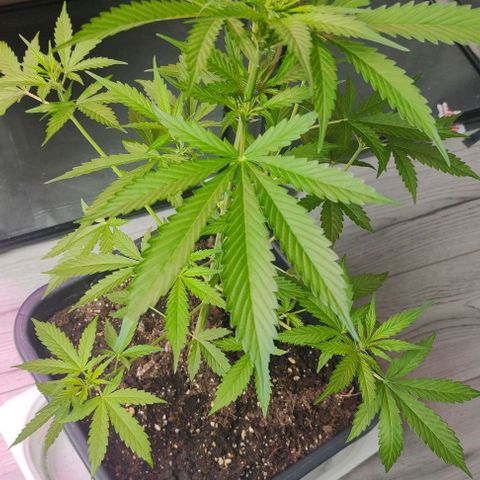  skunk growlog timeline photo