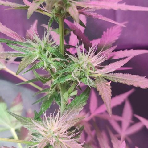 A gostosa  growlog timeline photo