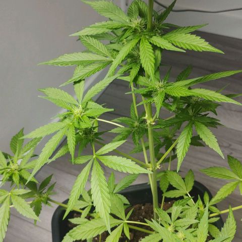  Shiva a deusa growlog timeline photo